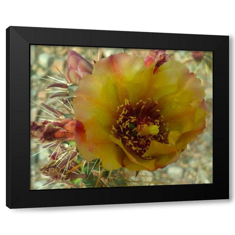 Cholla Bloom V Black Modern Wood Framed Art Print with Double Matting by Popcorn