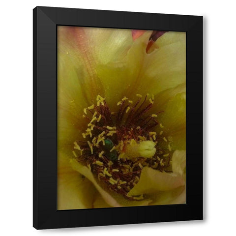 Cholla Bloom VI Black Modern Wood Framed Art Print by Popcorn