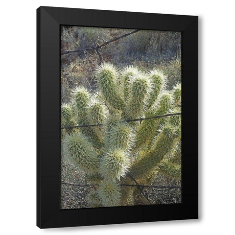 Teddy Bear Cholla Black Modern Wood Framed Art Print with Double Matting by Popcorn