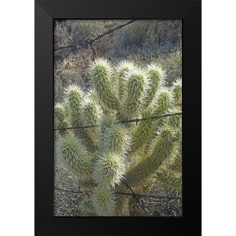 Teddy Bear Cholla Black Modern Wood Framed Art Print by Popcorn