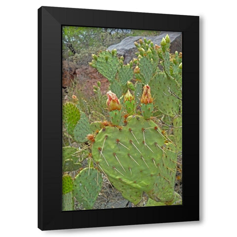 Prickly Pear I: Heart Black Modern Wood Framed Art Print by Popcorn