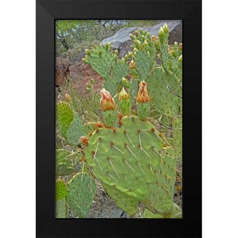 Prickly Pear I: Heart Black Modern Wood Framed Art Print by Popcorn