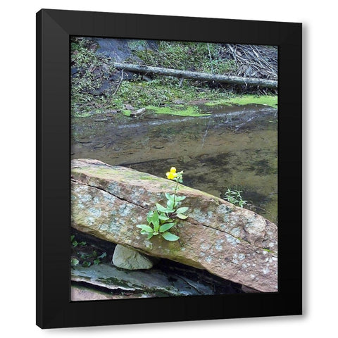 Yellow Flower Black Modern Wood Framed Art Print with Double Matting by Popcorn