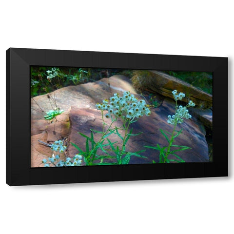 Pearly Everlasting Black Modern Wood Framed Art Print with Double Matting by Popcorn
