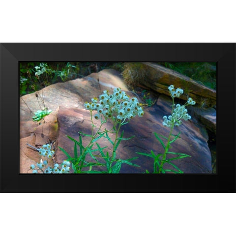 Pearly Everlasting Black Modern Wood Framed Art Print by Popcorn