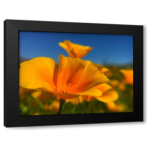 Poppies III Black Modern Wood Framed Art Print by Popcorn
