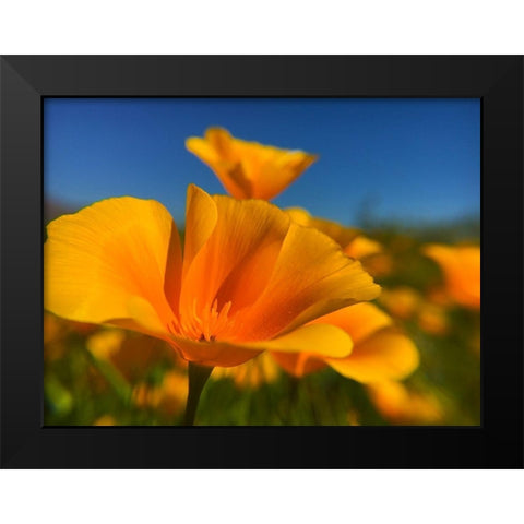 Poppies III Black Modern Wood Framed Art Print by Popcorn