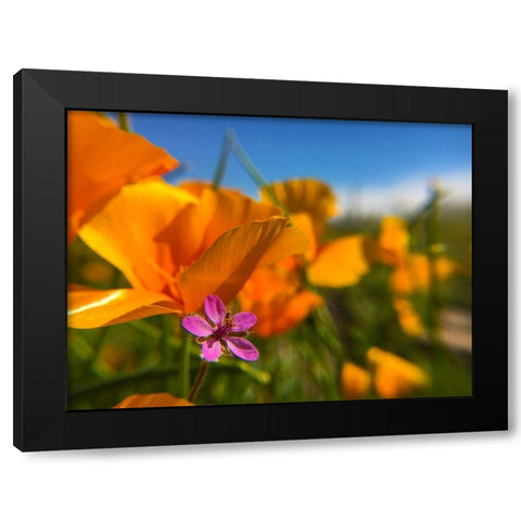 Wildflower II Black Modern Wood Framed Art Print by Popcorn