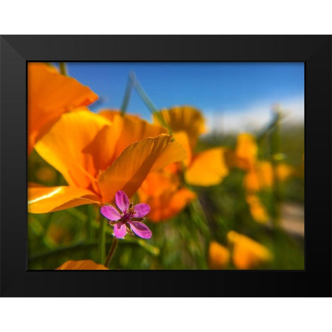 Wildflower II Black Modern Wood Framed Art Print by Popcorn