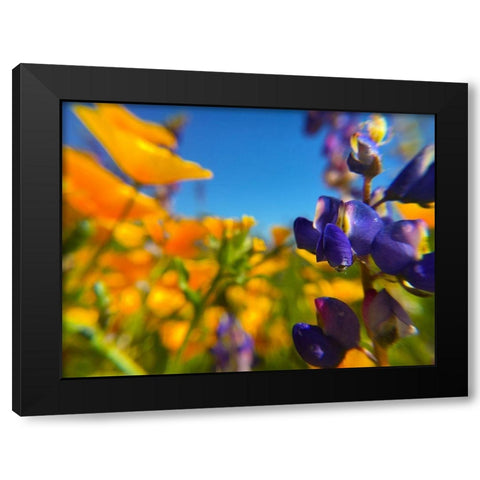 Wildflower III Black Modern Wood Framed Art Print with Double Matting by Popcorn