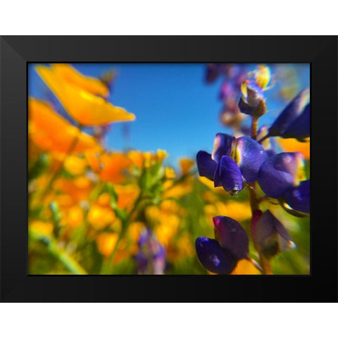 Wildflower III Black Modern Wood Framed Art Print by Popcorn