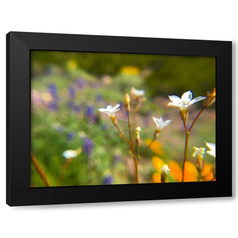 Wildflower IV Black Modern Wood Framed Art Print with Double Matting by Popcorn