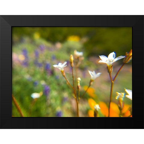 Wildflower IV Black Modern Wood Framed Art Print by Popcorn
