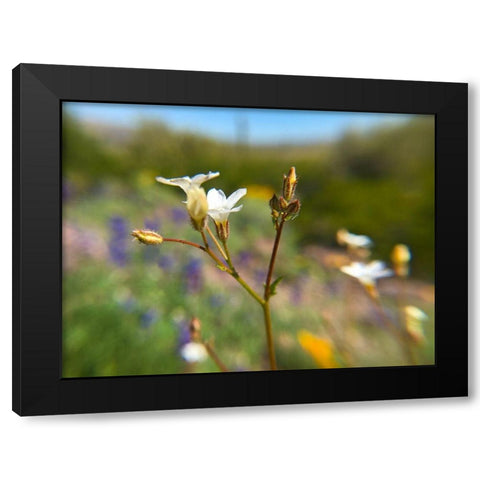 Wildflower V Black Modern Wood Framed Art Print with Double Matting by Popcorn