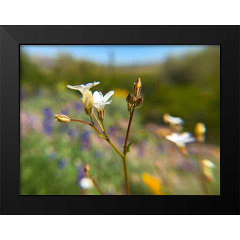 Wildflower V Black Modern Wood Framed Art Print by Popcorn