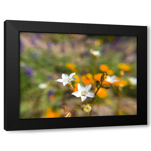 Wildflower VI Black Modern Wood Framed Art Print with Double Matting by Popcorn