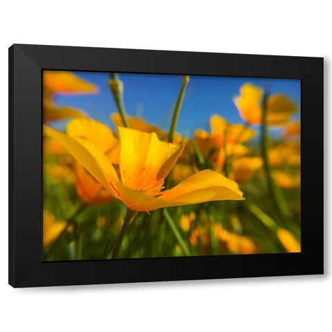 Wildflower VII Black Modern Wood Framed Art Print by Popcorn