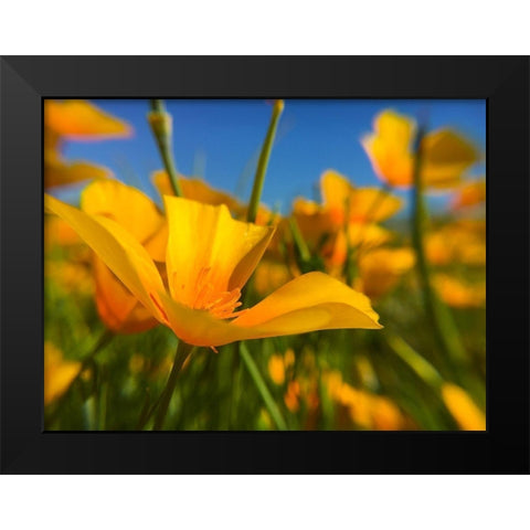 Wildflower VII Black Modern Wood Framed Art Print by Popcorn