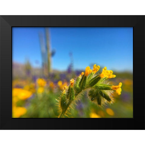 Wildflower VIII Black Modern Wood Framed Art Print by Popcorn