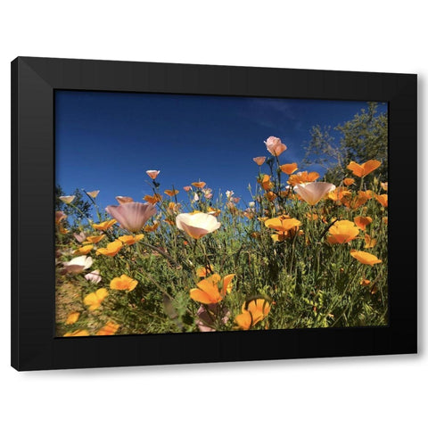 Wildflower X Black Modern Wood Framed Art Print with Double Matting by Popcorn