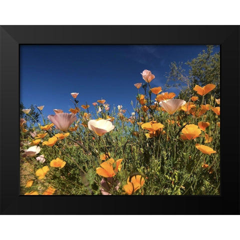 Wildflower X Black Modern Wood Framed Art Print by Popcorn