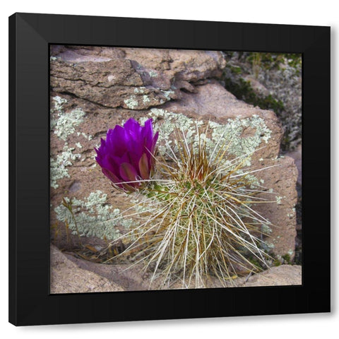 Hedgehog and Lichen Black Modern Wood Framed Art Print by Popcorn