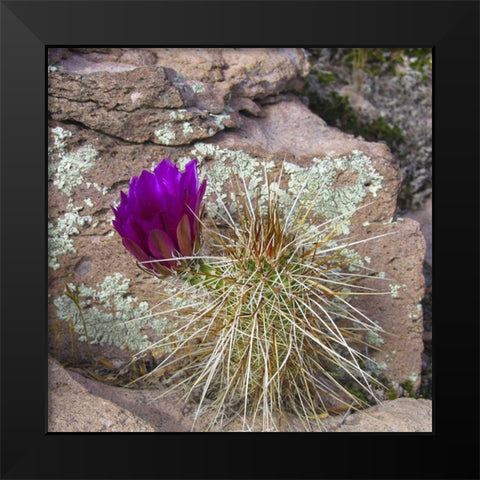 Hedgehog and Lichen Black Modern Wood Framed Art Print by Popcorn