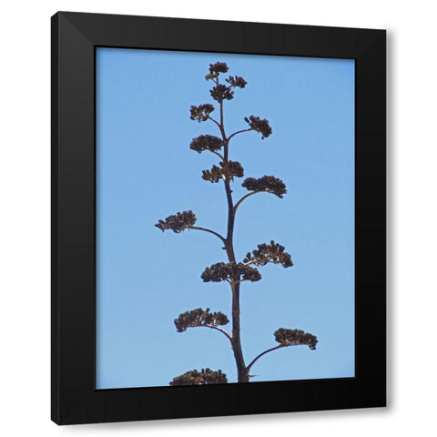 Century Plant III Black Modern Wood Framed Art Print by Popcorn