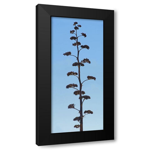 Century Plant IV Black Modern Wood Framed Art Print by Popcorn