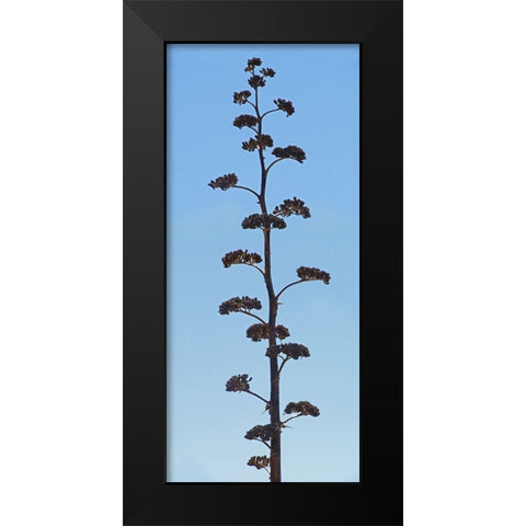 Century Plant IV Black Modern Wood Framed Art Print by Popcorn