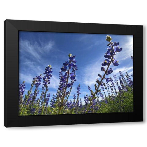 Wildflowers XI, Lupine Black Modern Wood Framed Art Print with Double Matting by Popcorn