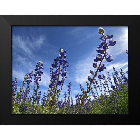 Wildflowers XI, Lupine Black Modern Wood Framed Art Print by Popcorn