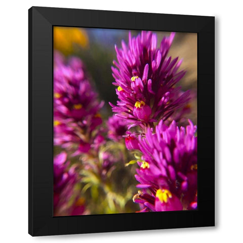 Owl Clover I Black Modern Wood Framed Art Print by Popcorn