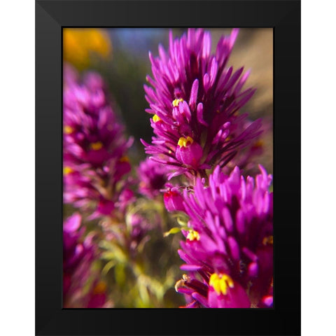 Owl Clover I Black Modern Wood Framed Art Print by Popcorn