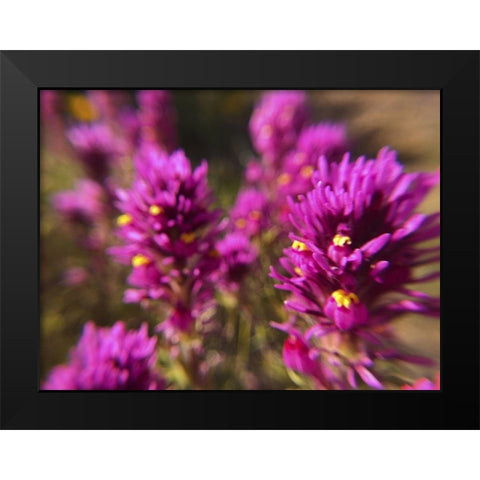 Owl Clover II Black Modern Wood Framed Art Print by Popcorn