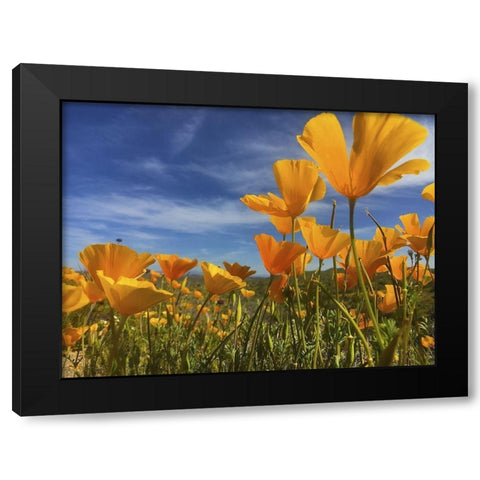 Wildflowers XII Black Modern Wood Framed Art Print with Double Matting by Popcorn