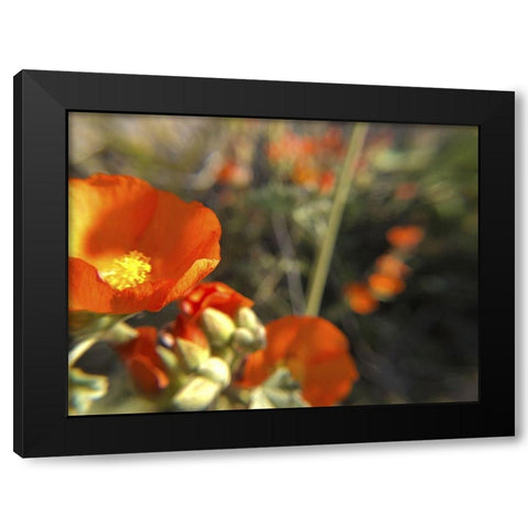 Wildflowers XIV Black Modern Wood Framed Art Print by Popcorn