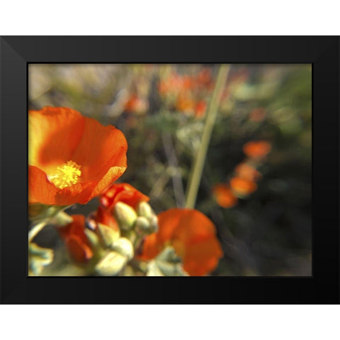 Wildflowers XIV Black Modern Wood Framed Art Print by Popcorn