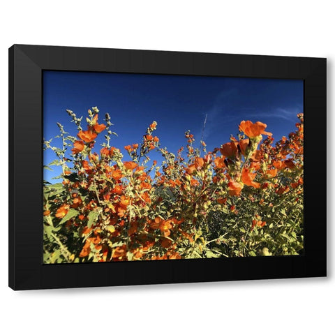 Wildflowers XV Black Modern Wood Framed Art Print by Popcorn