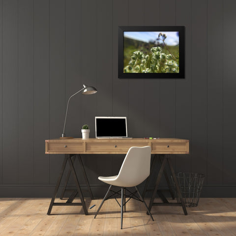 Wildflowers XVI Black Modern Wood Framed Art Print by Popcorn