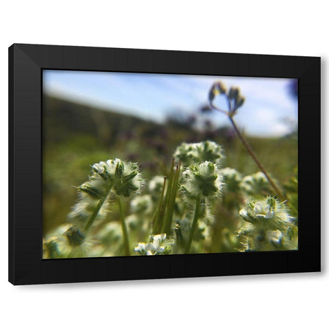 Wildflowers XVI Black Modern Wood Framed Art Print by Popcorn