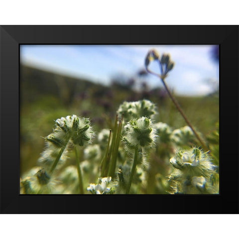 Wildflowers XVI Black Modern Wood Framed Art Print by Popcorn