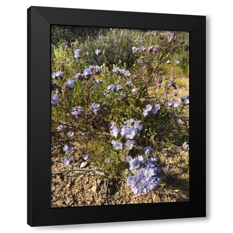 Wildflowers XVII Black Modern Wood Framed Art Print by Popcorn