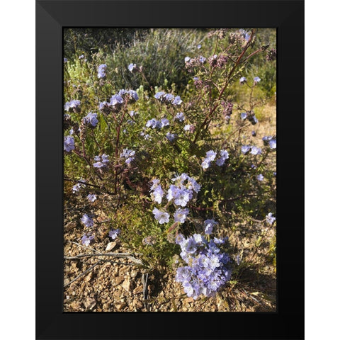 Wildflowers XVII Black Modern Wood Framed Art Print by Popcorn