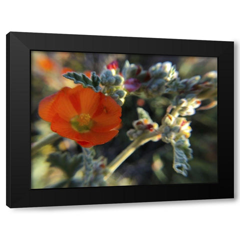 Wildflowers XXI Black Modern Wood Framed Art Print by Popcorn