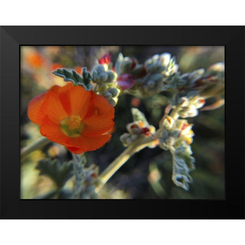 Wildflowers XXI Black Modern Wood Framed Art Print by Popcorn