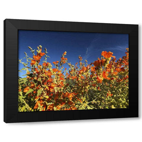 Wildflowers XXII Black Modern Wood Framed Art Print with Double Matting by Popcorn