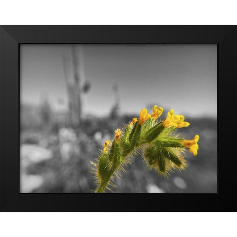 Wildflowers XXVI Black Modern Wood Framed Art Print by Popcorn