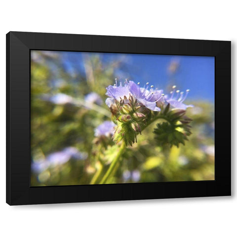 Wildflowers XXIX Black Modern Wood Framed Art Print by Popcorn