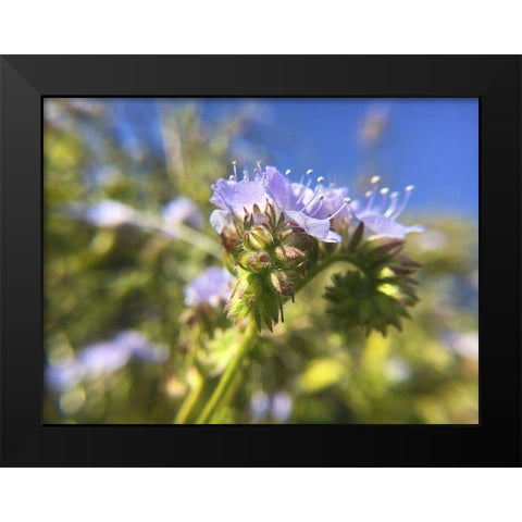 Wildflowers XXIX Black Modern Wood Framed Art Print by Popcorn